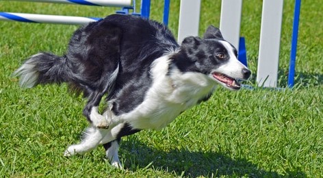 Imagen de la noticia: Border collie, una raza muy inteligente