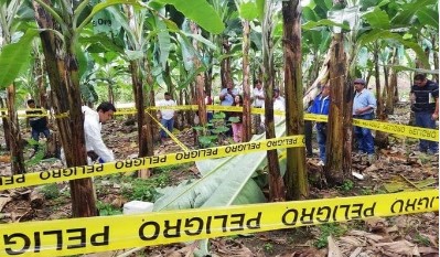 Imagen de la noticia: Presidente de Fedeagro: «Platanales del centro del país son las más afectadas por el hongo»