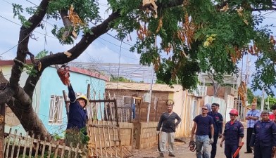 Imagen de la noticia: Municipio San Francisco: Reportan 17 árboles caídos y destrozos en algunos sectores por lluvias