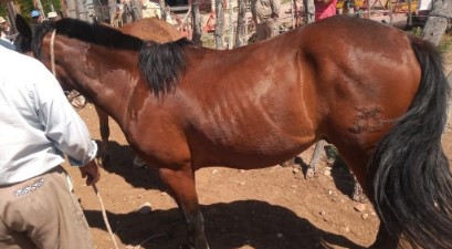 Imagen de la noticia: Argentina: Detienen a dos venezolanos señalados de intentar robar un caballo