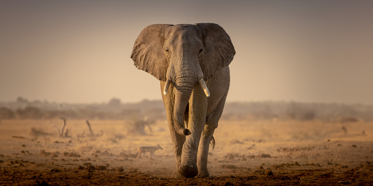 Imagen de la noticia: Mundo: Las poblaciones de animales disminuyen un 73 % en 50 años | ¿Qué dice la Biblia?