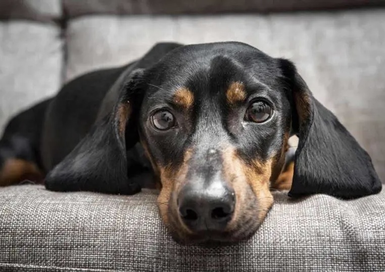 Imagen de la noticia: Nestlé diseñó algoritmo que puede calcular la edad y esperanza de vida de los perros