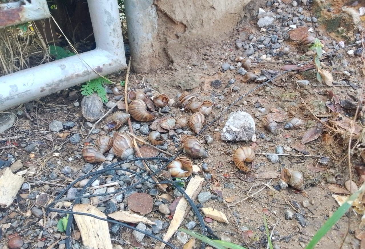 Imagen de la noticia: Zulia en alerta: hallan más de 1.300 caracoles africanos