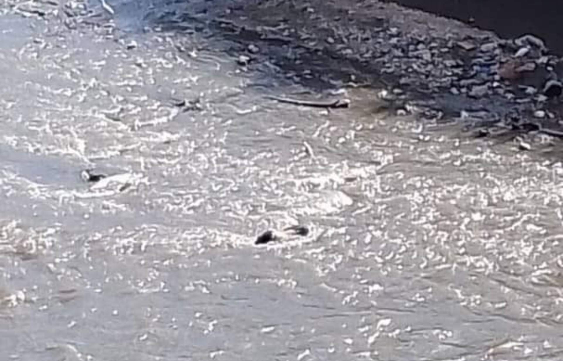 Imagen de la noticia: Caracas: Recuperaron cadáver en el río Guaire, a la altura de El Llanito