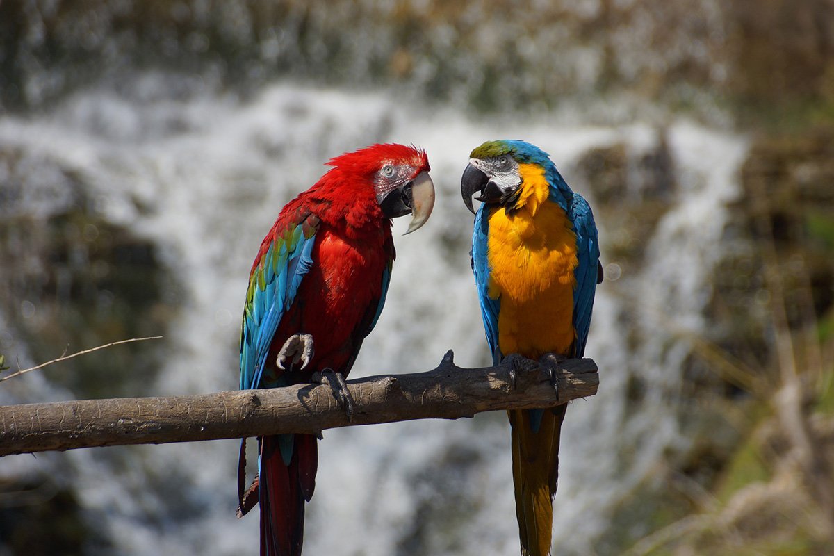 Imagen de la noticia: Caracas: Impacto ambiental en canchas de pádel, guacamayas sufren heridas mortales al chocar contra vidrios