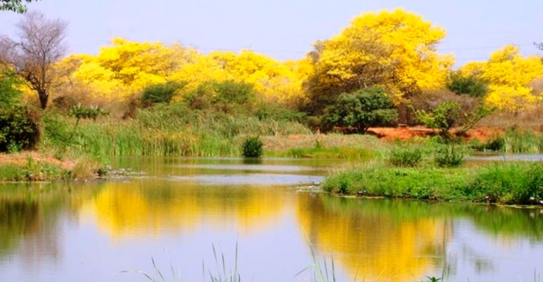 Imagen de la noticia: Municipio Maracaibo: Regresó la temporada de curarires al Jardín Botánico
