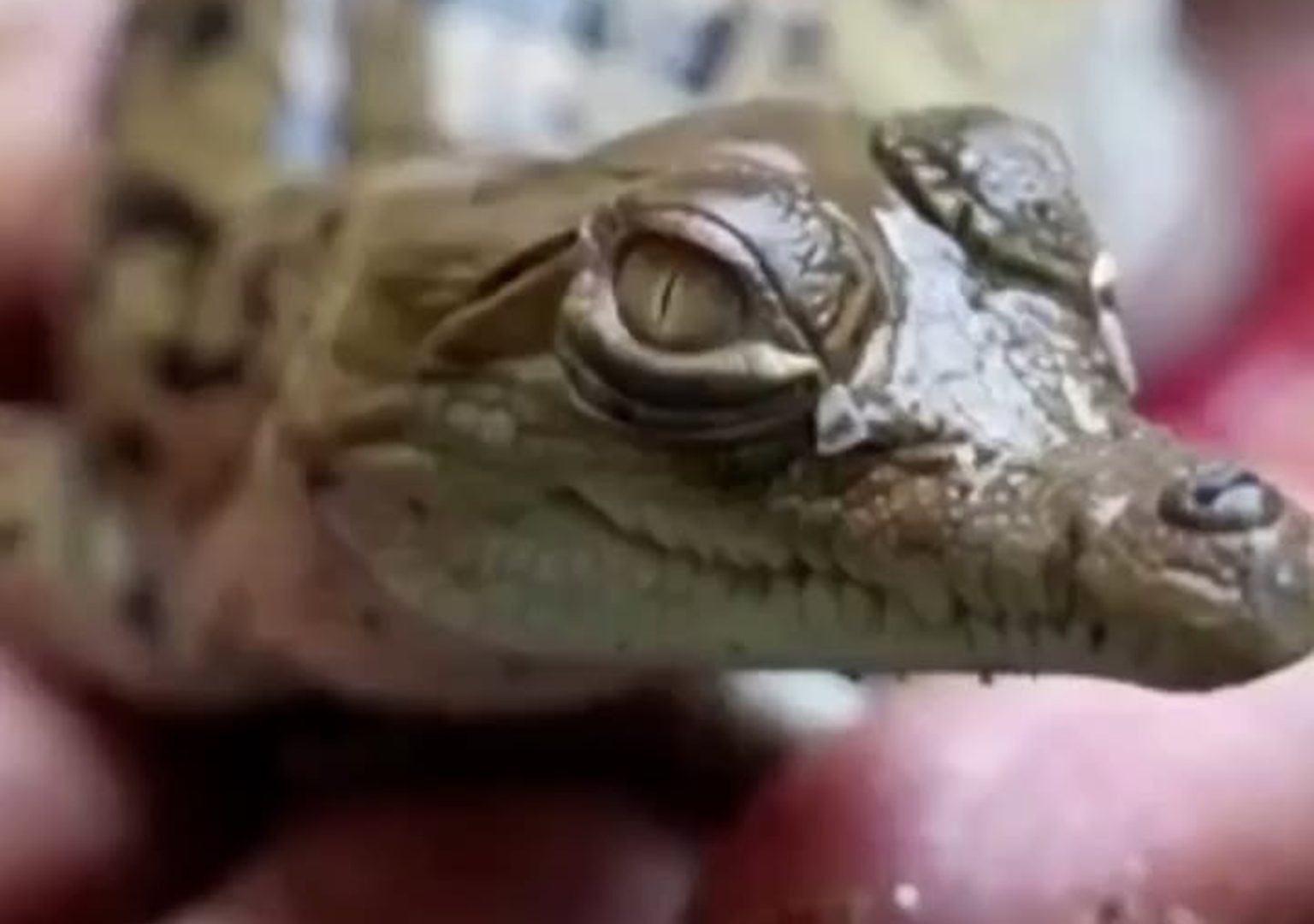 Imagen de la noticia: Liberaron crías de cocodrilo del Orinoco para evitar su extinción