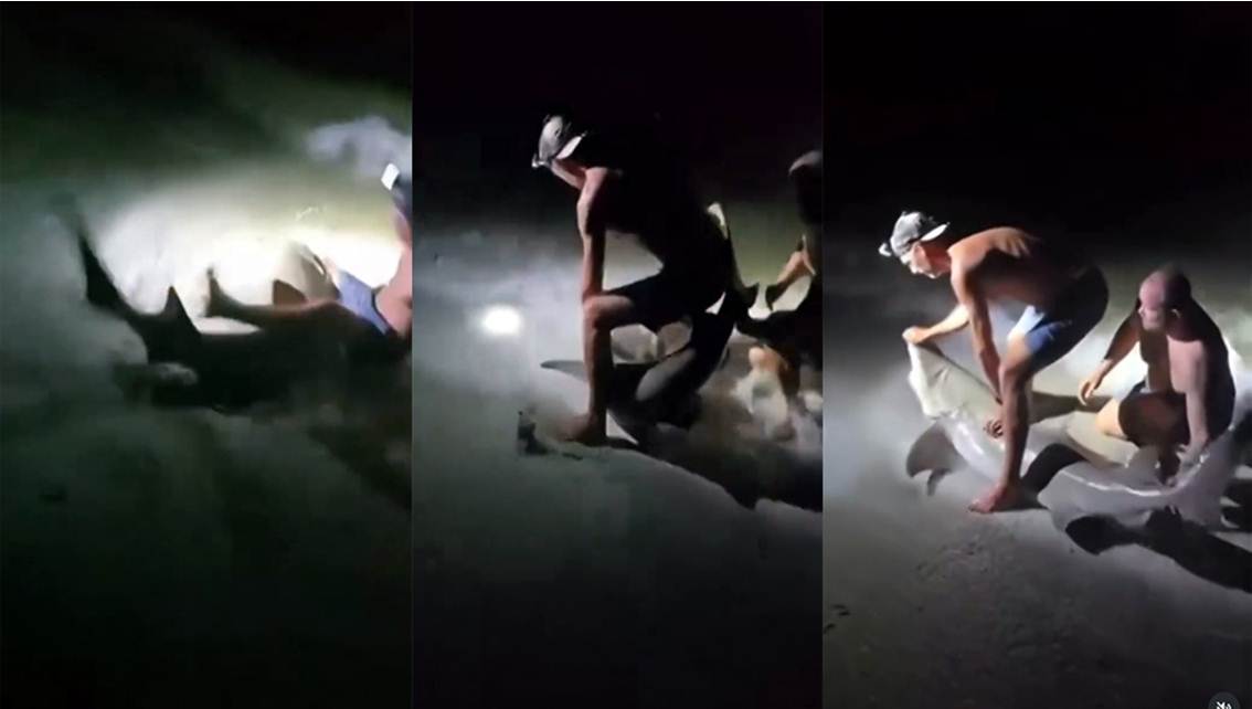 Imagen de la noticia: Insólito: Tiburón ataca a pescador que intentaba fotografiarlo en su cumpleaños
