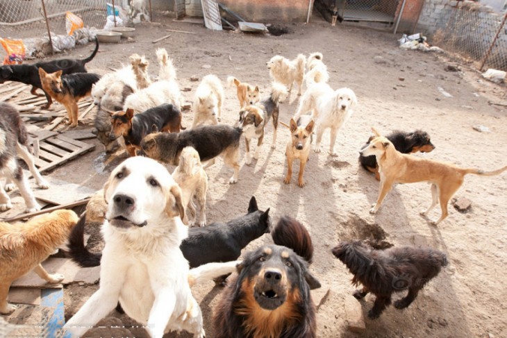 Imagen de la noticia: Protectores de Trujillo impulsan la adopción para frenar el abandono y maltrato de mascotas