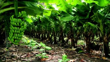 Imagen de la noticia: Los venezolanos consumen unas 200 mil toneladas de plátano al mes