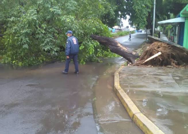 Imagen de la noticia: Fuertes lluvias causan estragos en Bolívar y Valera: árboles caídos y deslizamientos interrumpen el paso