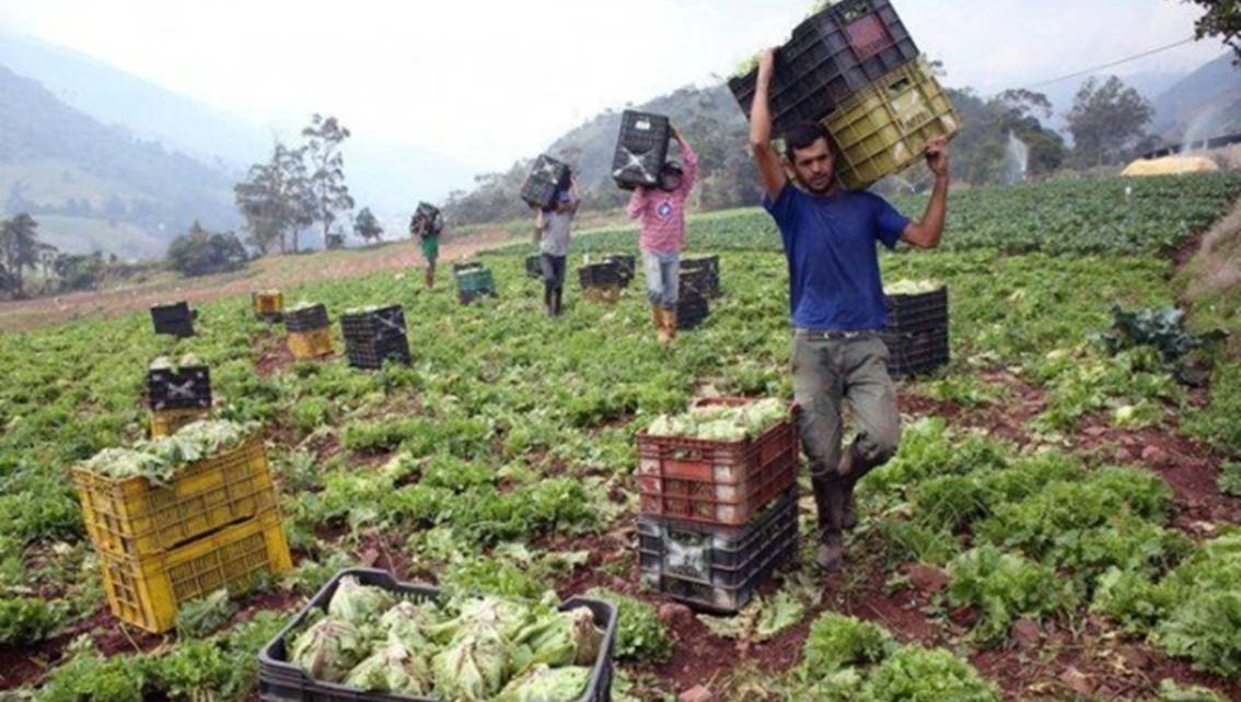 Imagen de la noticia: Sector agroalimentario aporta el 47% del PIB de la manufactura privada en Venezuela