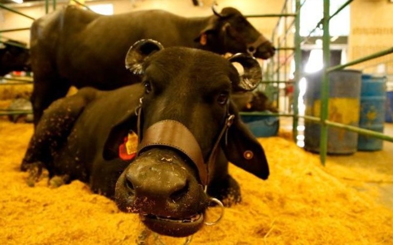 Imagen de la noticia: ¡Monagas se prepara para un evento sin precedentes! La Expo Agroindustrial 2025 busca romper récords.
