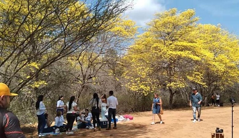 Imagen de la noticia: El Jardín Botánico se viste de amarillo: La inesperada floración de los Curarires que rompe el calendario