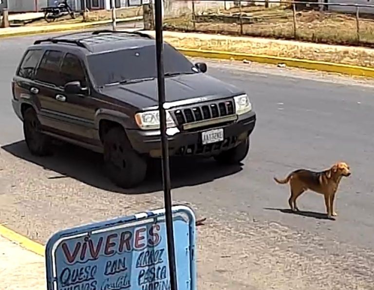 Imagen de la noticia: Municipio Lagunillas: Indignación causa arrollamiento cruel de Perrito en Ciudad Ojeda