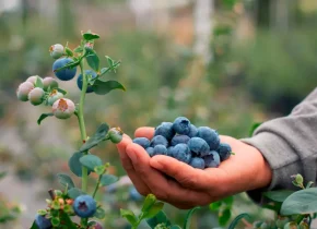Imagen de la noticia: La hormona del estrés puede causar 10 enfermedades: así puedes controlarla con una fruta