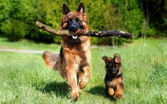 Imagen de la noticia: Señales de alerta: 6 síntomas que podrían indicar un problema cardíaco en tu perro