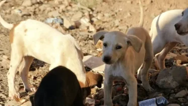 Imagen de la noticia: Más de 150 mascotas envenenadas en Maturín: proteccionistas exigen justicia inmediata