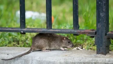 Imagen de la noticia: El hantavirus: todo lo que hay que saber del peligroso virus encontrado en un crucero