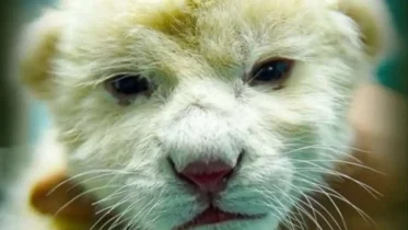 Imagen de la noticia: Nacimiento de leones blancos en Maracay: Un hito para la fauna en Venezuela