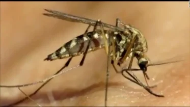 Imagen de la noticia: Detectan mosquito portador de un virus potencialmente mortal: recomendaciones para evitar el contagio