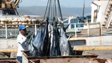 Imagen de la noticia: Ministerio de Pesca activa sistema digital para simplificar trámites de los trabajadores del mar